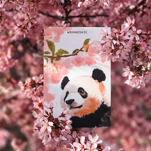 Washington DC Kirschblüte Postkarte, Sakura Panda Kunst, Niedliche Panda Postkarte, DC Sakura Blüte Postkarte