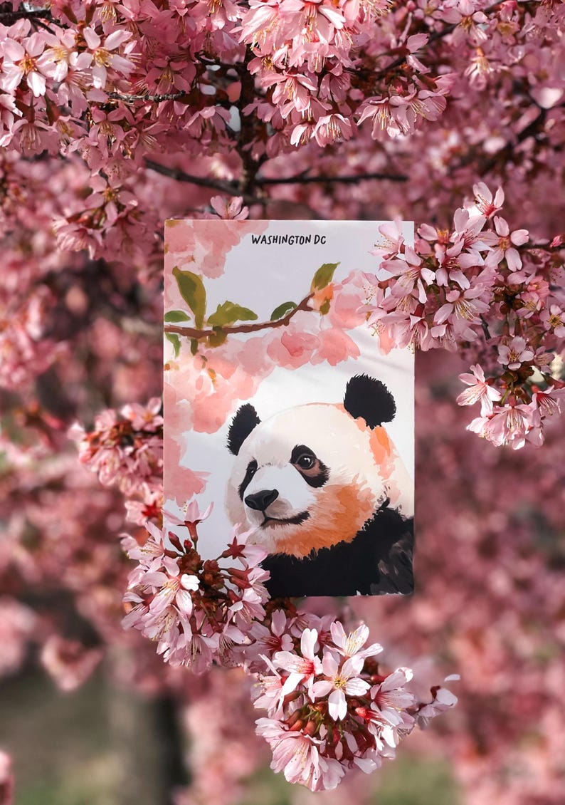 Charming Washington DC postcard featuring a whimsical watercolor and ink illustration of a giant panda lounging under blooming cherry blossom trees. A delightful National Mall souvenir, perfect for panda lovers, cherry blossom fans, and DC visitors.