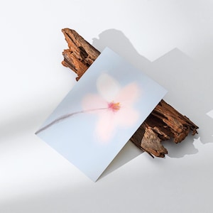 Cartolina con fiori di ciliegio, arte con fiori di ciliegio, illustrazione floreale minimalista, regalo e souvenir Sakura, cartolina 4x6