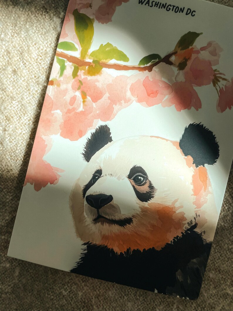 Charming Washington DC postcard featuring a whimsical watercolor and ink illustration of a giant panda lounging under blooming cherry blossom trees. A delightful National Mall souvenir, perfect for panda lovers, cherry blossom fans, and DC visitors.