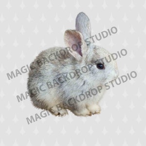 Baby Rabbit rabbits white bunny animal Easter bunny clip art Overlay Photoshop editing templates Prop Digital Scrapbook Composite PNG