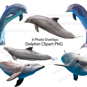 Delfin Delfine Meer Tier Zoo Tiere digital Overlay Bundle Photoshop Mock up Vorlagen Prop Scrapbook Composite PNG Clipart Clip Art