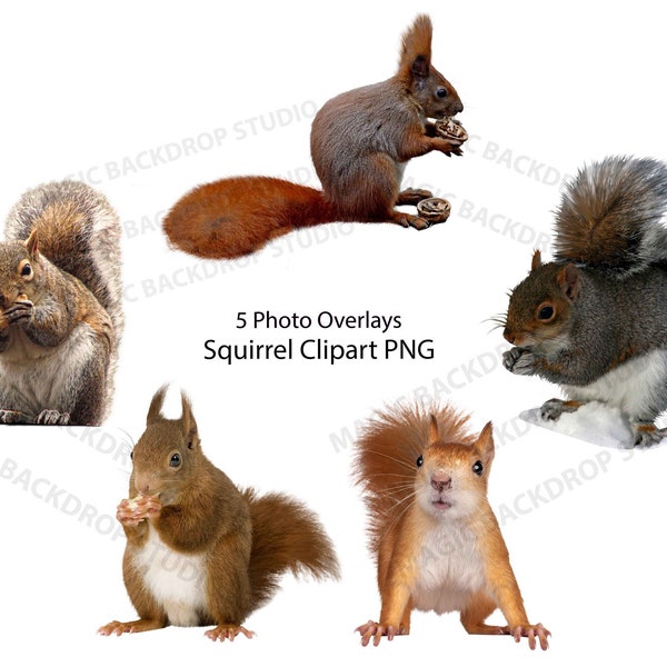 Squirrel Squirrels PNG Bundle Bundles Photo animal clipart Overlay Photoshop edit animals Prop Props Digital Scrapbook Composite clip art