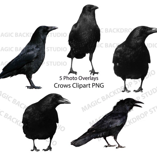 Crow crows bird birds PNG wild black animal clip art Overlay Photoshop Overlays props templates Prop Digital Scrapbooking Composite Clipart