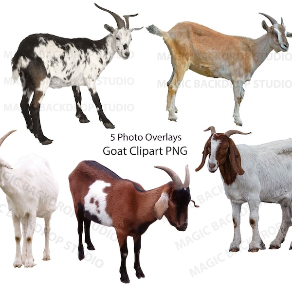 Goat Goats Bundle PNG Billy goat horns Brown Wild animal cut out clip art Overlays Bundle Photoshop edits Prop Digital Scrapbook Clipart