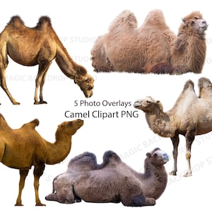 Camel Bundle PNG Cammelli due gobbe Marrone Animale selvatico ritagliato clip art Sovrapposizioni Bundle Photoshop modifica modelli Prop Digital Scrapbook Clipart