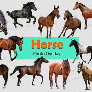 Horse PNG Running Brown Horses animal cut out clip art Overlay bundle Photoshop Photoshop edits Prop Digital Scrapbook Composite Clipart cut