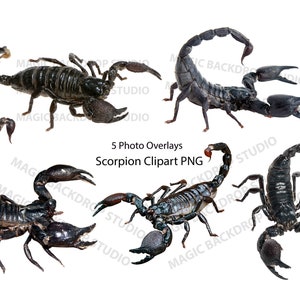 Scorpion scorpions PNG Bundle Bundles Photo animal clipart Overlay Photoshop edit Prop Props Scrapbook Composite arachnids clip art Vector