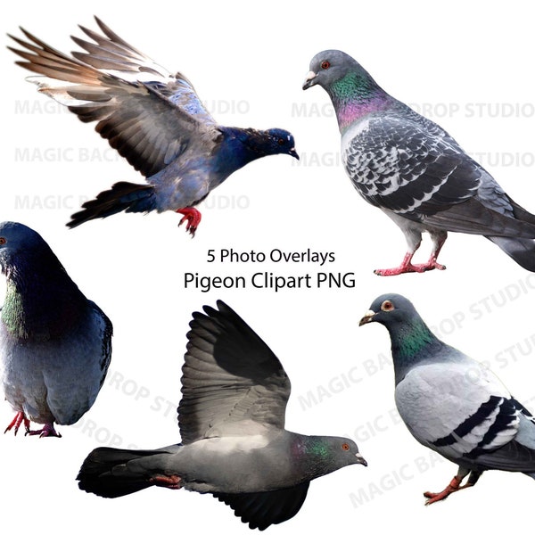 Pigeon Pigeons oiseaux oiseaux animaux sauvages clipart Superposition Photoshop Superpositions accessoires modèles Prop Digital Scrapbooking Composite PNG Clipart