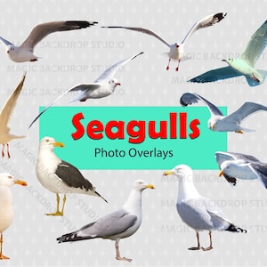 Gabbiano Gabbiani Uccello Bulk PNG Bundle Uccelli marini animali digitali Sovrapposizione Photoshop mock up Prop Props Scrapbook Composito Clipart ClipArt