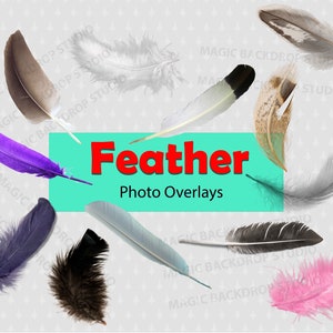 Feather Feathers PNG pink clip art Digital Overlay overlays Photoshop Overlays Bird Prop Props Digital Scrapbooking Composite Clipart