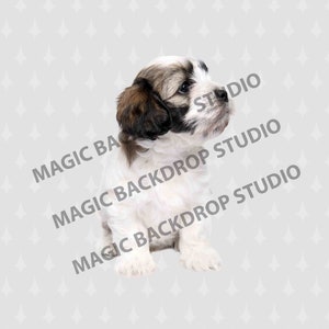 Puppy puppies animal pet dog digital pets Overlay Photoshop mock up templates Prop Props Scrapbooking Composite PNG Clipart Clip Art