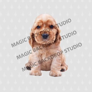 Puppy puppies animal dog dogs digital Overlay Photoshop mock up templates Prop Props Scrapbooking Composite PNG Clipart Clip Art PNG