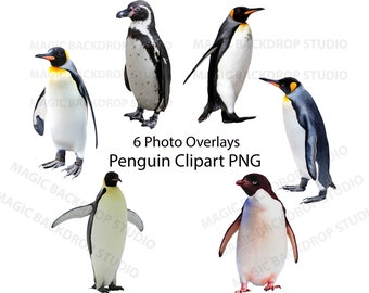 Penguin six bundle penguins bird animal clip art Overlay Photoshop Overlays Photoshop editing templates Prop Scrapbook Composite PNG Clipart