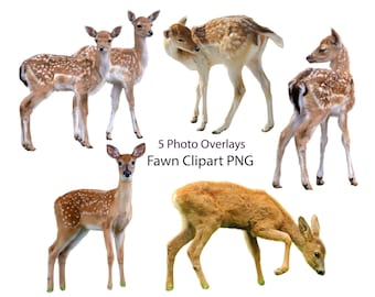 Brown Deer baby fawn Wild animal cut out clip art Overlays Bundle Photoshop Photoshop edit templates Prop Digital Scrapbook PNG Clipart