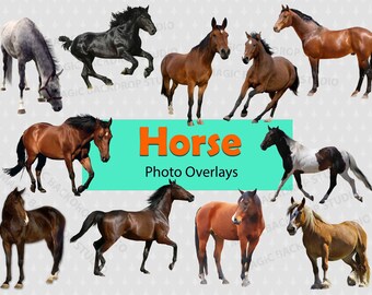 Horse PNG Running Brown Horses animal cut out clip art Overlay bundle Photoshop Photoshop edits Prop Digital Scrapbook Composite Clipart cut