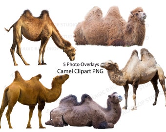Camel Bundle PNG Camels two hump Brown Wild animal cut out clip art Overlays Bundle Photoshop edit templates Prop Digital Scrapbook Clipart