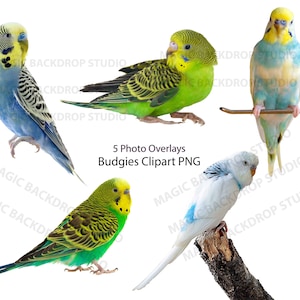 セキセイインコ セキセイインコ 鳥 鳥 PNG とまった緑のセキセイインコ 動物 クリップ アート オーバーレイ Photoshop 画像 Photoshop 小道具 スクラップブック クリップアート クリップアート