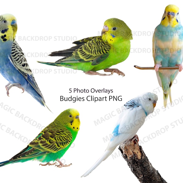 Budgerigar Budgie Birds Birds PNG perched green budgies animal clip art Overlay Photoshop image Photoshop Prop Scrapbook Cliparts clipart