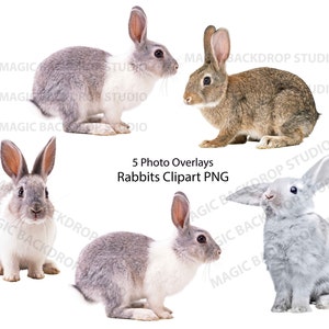Baby Hasen Hasen PNG Hase Tier Osterhase Clip Art Overlay Photoshop Bearbeitung Vorlagen Prop Digital Scrapbook Composite