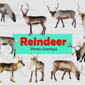 Reindeer Christmas PNG Clipart Deer  Reindeers antlers Wild animal cut out clip art Overlays Bundle Photoshop Prop Digital Scrapbook Props