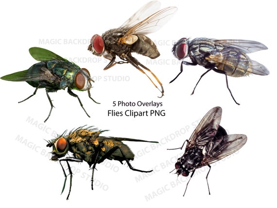 Fly Flies Insect Insects PNG Bundle Bundles Photo Animal Clipart