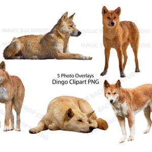 Dingo dingos PNG Clipart Animal Australian dog Dogs pet breed Overlay Photoshop Overlay mockup Prop Digital Scrapbook Composite Clip Art