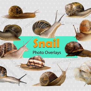 Schnecken Schnecken PNG Gartenschnecken Schnecken Bundle Bundles Tier Foto Clipart Overlay Photoshop Props Scrapbook Composite Clip art niedliche Schnecke