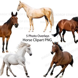 Running Brown Horse animal cut out clip art Overlay bundle Photoshop Photoshop edit templates Prop Digital Scrapbook Composite PNG Clipart