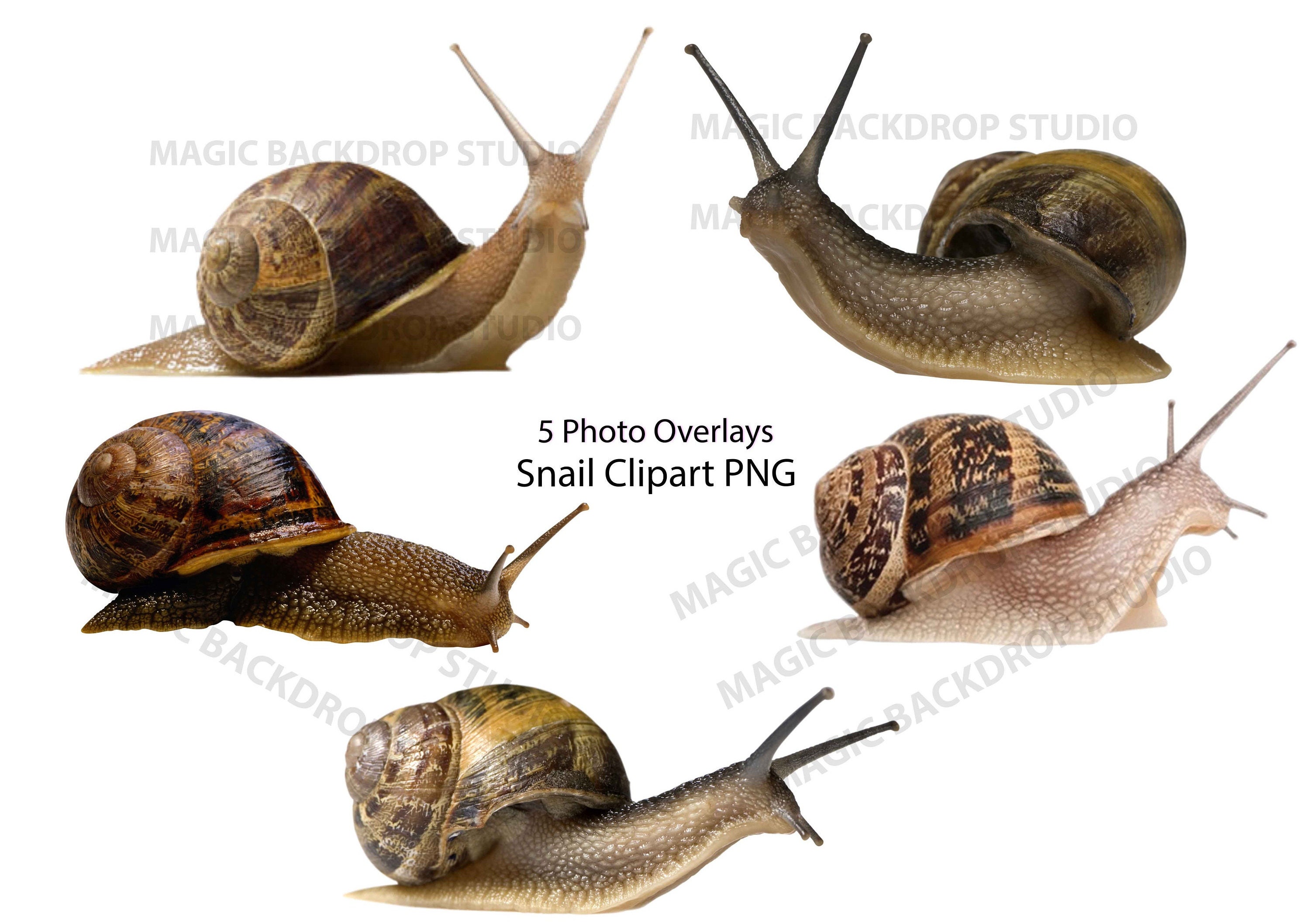 Snail Snails PNG Garden Slug Slugs Bundle Bundles Animal Photo Clipart