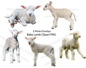 Baby Lamb Lambs PNG Sheep Bundle farm animals clip art Overlay Photoshop Overlays editing templates Prop Digital Scrapbook Composite Clipart