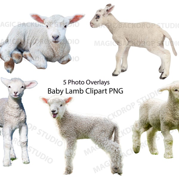 Baby Lamb Lambs PNG Sheep Bundle farm animals clip art Overlay Photoshop Overlays editing templates Prop Digital Scrapbook Composite Clipart