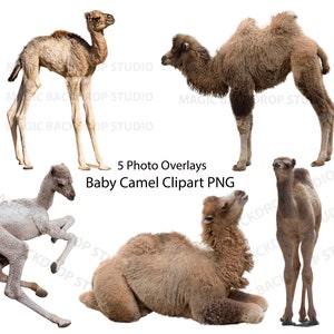 Baby Camel bundle PNG Cammelli gobba Vitello Animale selvatico ritagliato clip art Sovrapposizioni Bundle Photoshop modifica modelli Prop Digital Scrapbook Clipart