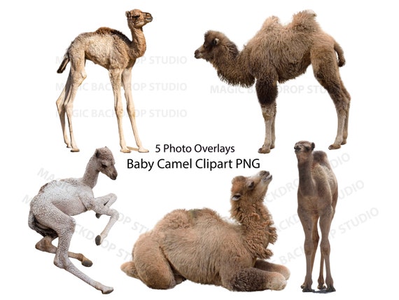 Baby Camel Bundle PNG Camels Hump Calve Wild Animal Cut Out - Etsy Baby Camel Bundle PNG Camels Hump Calve Wild Animal Cut Out - Etsy