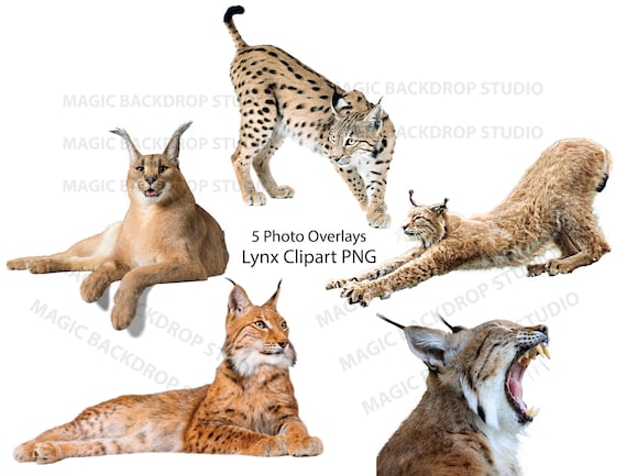 Buy Lynx PNG Bundle Bundles Bobcat Bobcats Wild Big Cats Animal Online in India - Etsy Buy Lynx PNG Bundle Bundles Bobcat Bobcats Wild Big Cats Animal Online in India - Etsy