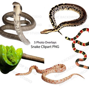 Schlangen Schlangen PNG Bundle Bundles Fotos Zoo Tier Clipart Overlay Photoshop Editing Props Digital Scrapbook Composite Clip Art Vektoren