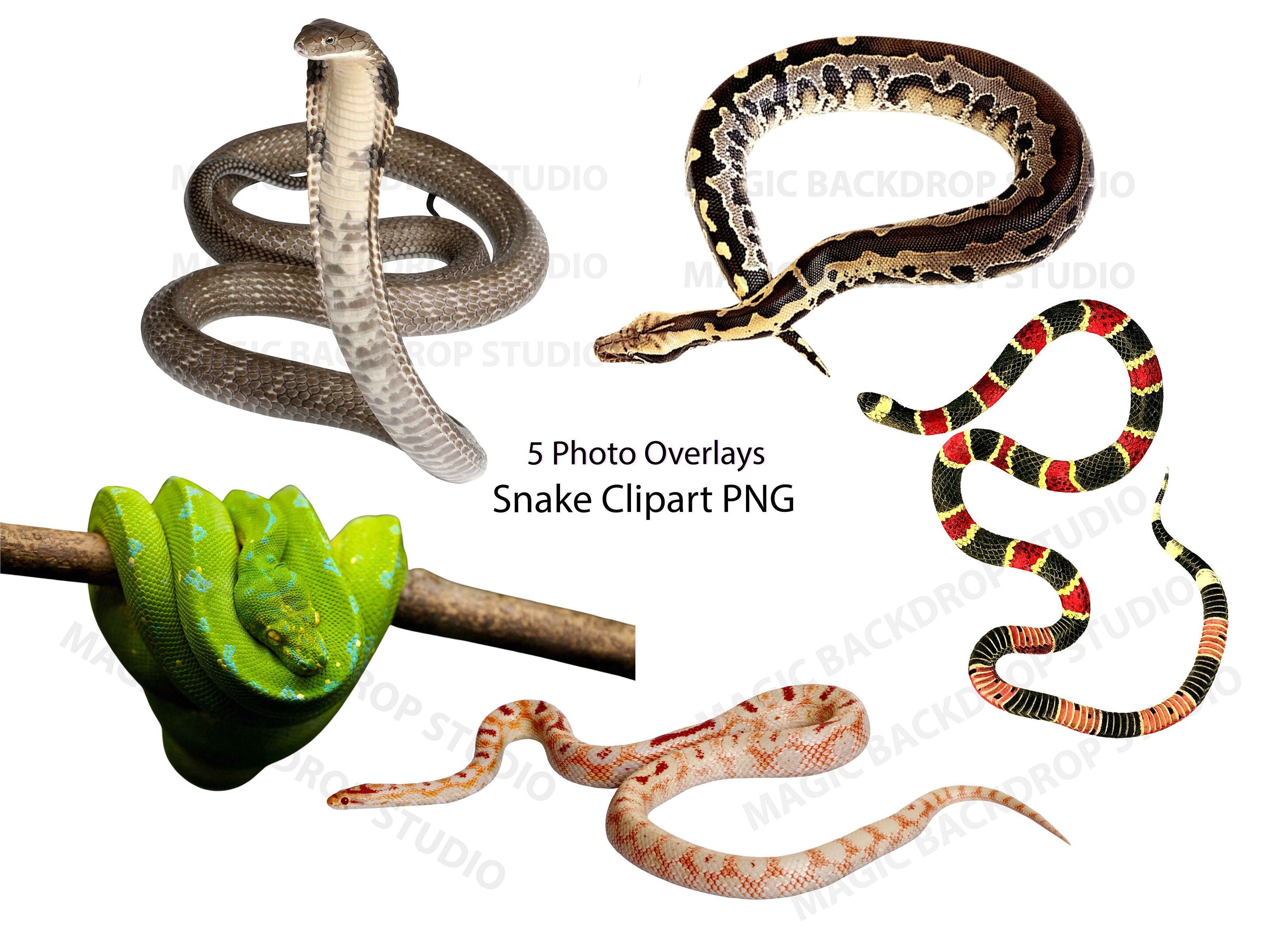 Snake Snakes PNG Bundle Bundles Photos Zoo Animal Clipart Overlay ...