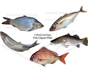 Fish PNG Bundles fishing silver salmon snapper carp Bundle animal Overlay Photoshop mock up Prop Props Scrapbook Composite Clipart Clip Art