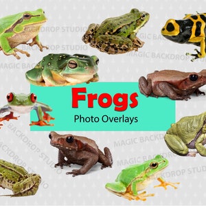 カエル カエル PNG 両生類 両生類 バンドル バンドル 写真 動物 クリップアート オーバーレイ Photoshop 小道具 小道具 スクラップブック 合成 クリップアート ベクター