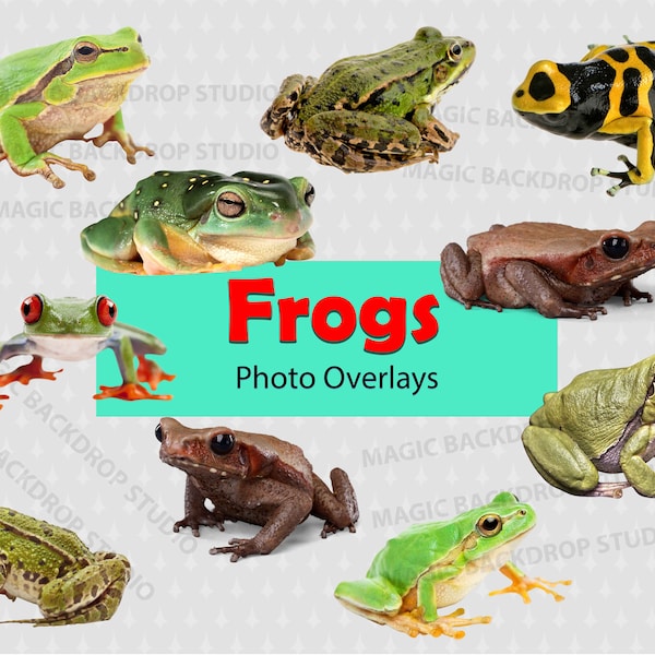 Frog frogs PNG Amphibian Amphibians Bundle Bundles Photo animal clipart Overlay Photoshop Prop Props Scrapbook Composite clip arts Vector