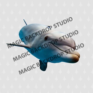 Delfin Delfine Meerestiere Zoo Tiere digital Overlay Photoshop Mock up Vorlagen Props Scrapbooking Composite PNG Clipart Clip Art