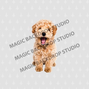 Puppy puppies poodle animal dog digital Overlay Photoshop mock up templates Prop Props Scrapbooking Composite PNG Clipart Clip Art
