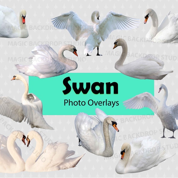 Swan swans PNG bundle white bird birds wild farm animal clip art Overlay Photoshop Overlays props Prop Digital Scrapbook Composite Clipart