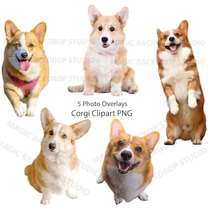 Pembroke Welsh Corgi PNG Clipart Cane animale Cani razza animale domestico Sovrapposizione Photoshop Sovrapposizione mock up Prop Props Digital Scrapbook Composito Clip Art