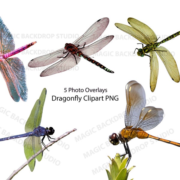 Dragonfly dragonflies Insect insects PNG Bundle Bundles Photo animal clipart Overlay Photoshop edit Prop Props Scrapbook Composite clip art