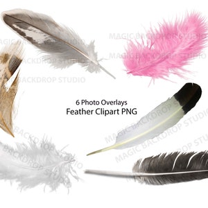 Feather Feathers PNG pink clip art Digital Overlay overlays Photoshop Overlays templates Prop Props Digital Scrapbooking Composite Clipart