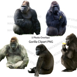 Gorilla Gorillas bundle PNG Vector Clip art Monkey monkeys Wild cute animal cut out Overlays Photoshop Props Prop Digital Scrapbook Clipart