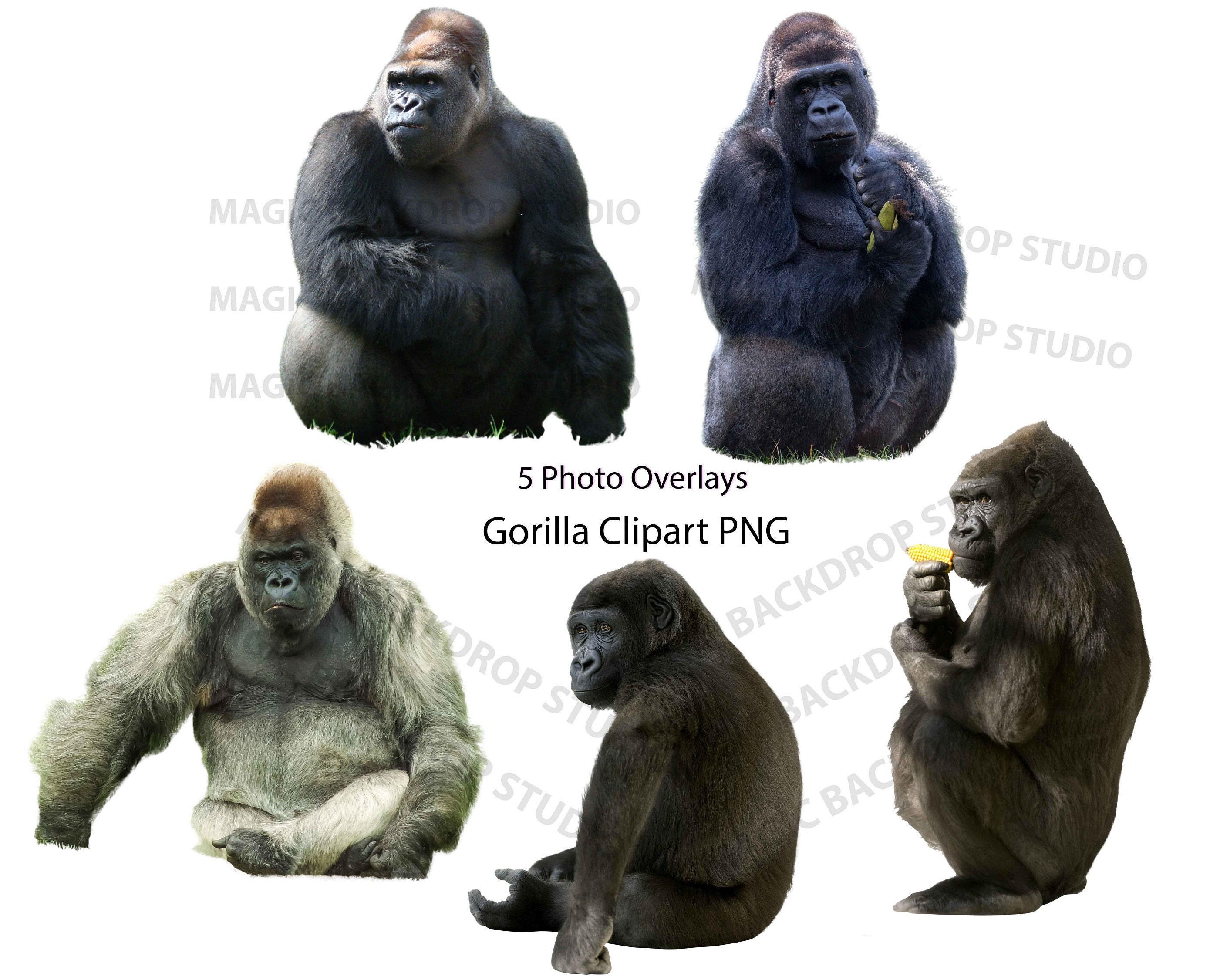 Gorilla Gorillas Bundle PNG Vector Clip Art Monkey Monkeys Etsy