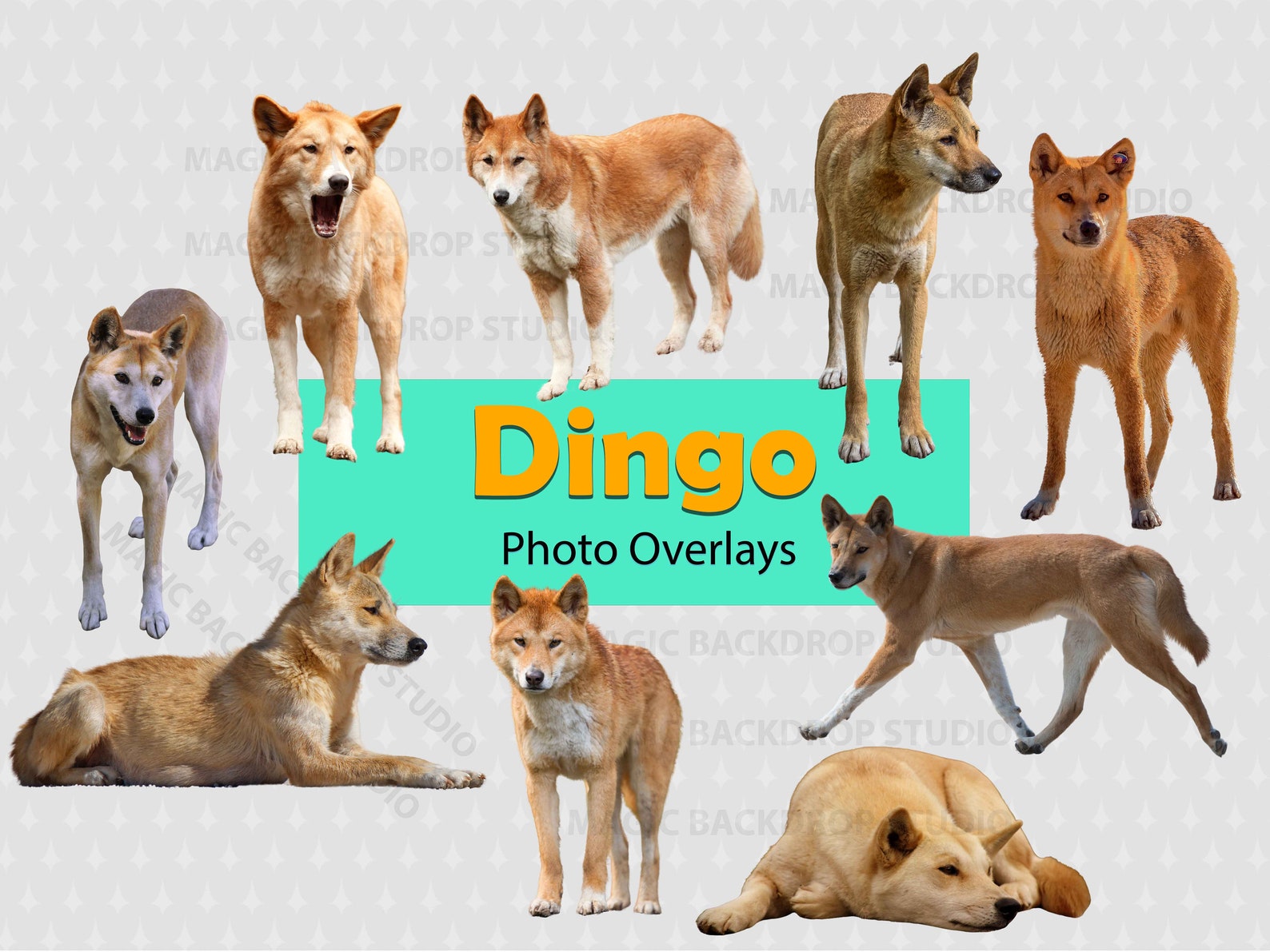 Dingo Dingos PNG Clipart Animal Australian Dog Dogs Wild Breed Overlay