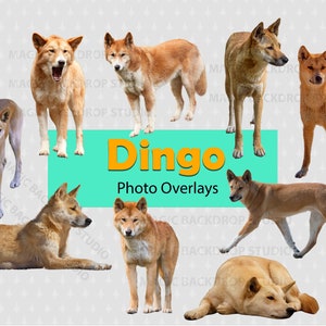 Dingo dingos PNG Clipart Animal Australian dog Dogs wild breed Overlay Photoshop Overlay mockup Prop Digital Scrapbook Composite Clip Art